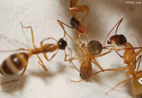 蚂蚁疯狂般的交配解密 交配后雄蚁会死