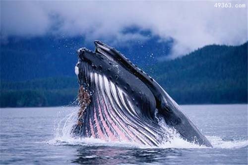 蓝鲸拥有世界最大的阴茎