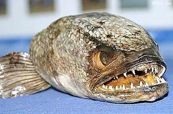 揭开1000万年前恐怖深海食人鱼的恐怖面纱