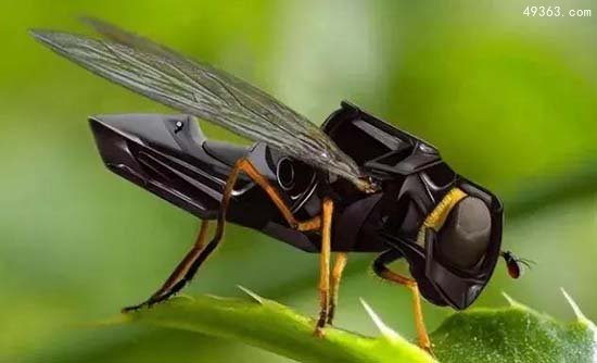 蜂群灭绝或引发蝴蝶效应导致地球毁灭