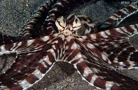海洋中的顶级伪装高手，拟态章鱼的“千变万化”