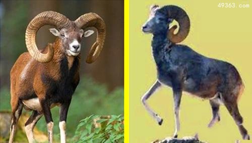昂贵的野生动物：盘羊价值数十万美元