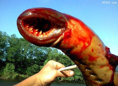 揭秘＂恐怖海怪＂之谜 专家称或为常见鱼类