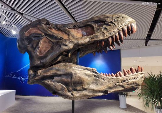 秘鲁沙漠现史前巨鲸化石：牙长36厘米吃鲸类