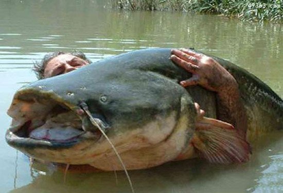 世界10大长相丑陋凶残的淡水鱼
