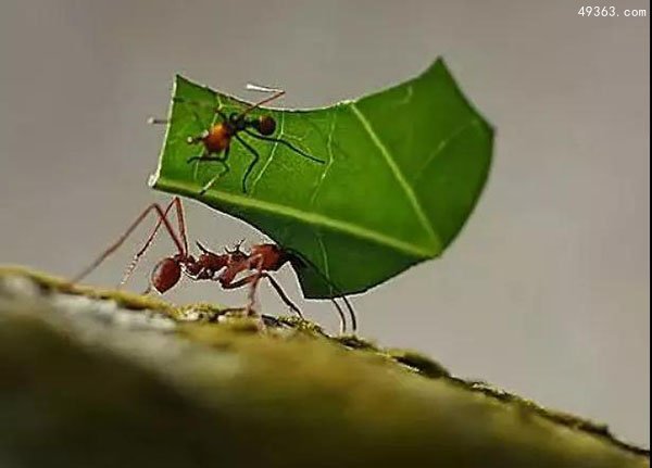 切叶蚁怎样获得磁罗盘的？ 