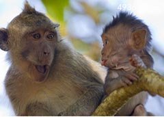 最新研究发现猴子间存在有偿性行为