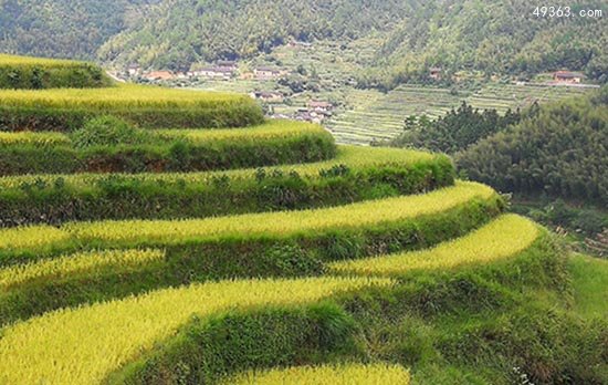 湖南澧阳平原是世界水稻最早起源地