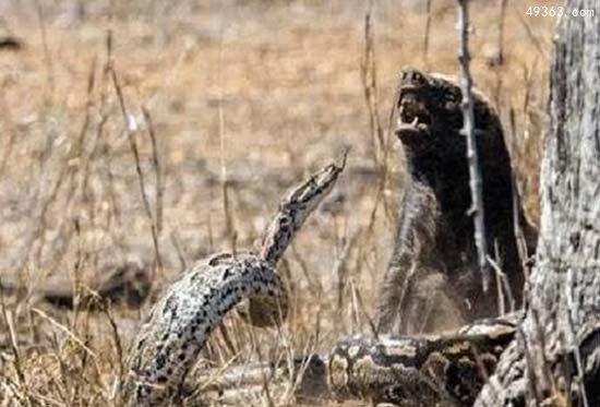 为什么蜜獾被叫做平头哥?平头哥十大战役