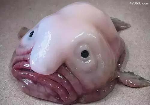 水滴鱼:世界上最丑的鱼 水滴鱼可以吃吗?