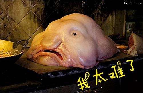水滴鱼:世界上最丑的鱼 水滴鱼可以吃吗?