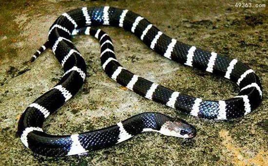 中国境内毒性最为猛烈的蛇，银环蛇咬伤死亡率极高