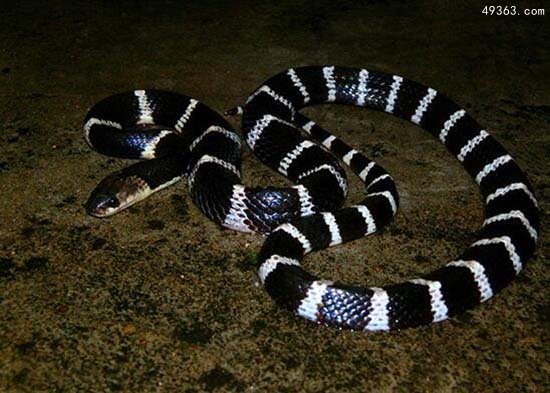 银环蛇中国境内毒性最为猛烈的蛇