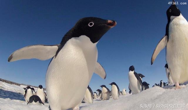 世界上现存的17种企鹅，看看你见过几种