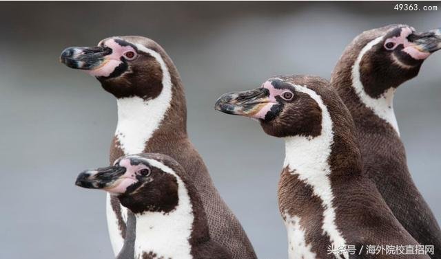 世界上现存的17种企鹅，看看你见过几种