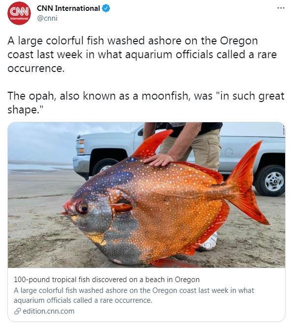 重达100磅！美俄勒冈州海滩发现罕见“月亮鱼”(图)