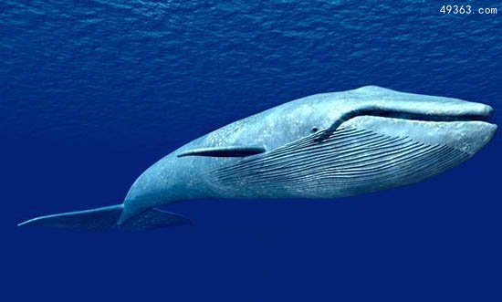 蓝鲸惨死漂浮海面可能被船撞死，蓝鲸要灭绝吗?