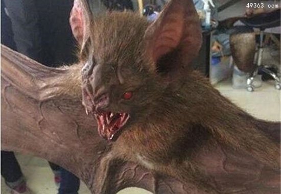 秘鲁军队抓到猪脸大蝙蝠，嗜血食肉凶猛又罕见