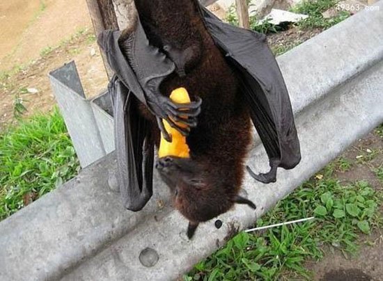 世界上最大的蝙蝠有多大吗?