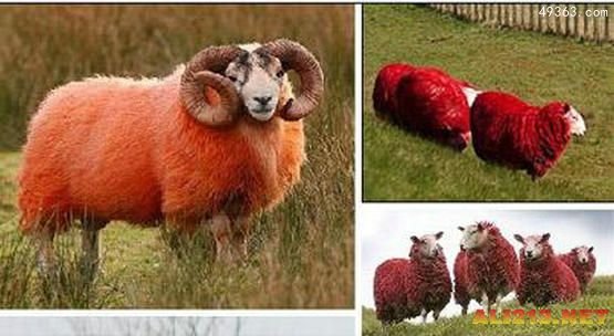 罕见的十大红色动物，红绵羊真的存在吗？（科学染色）