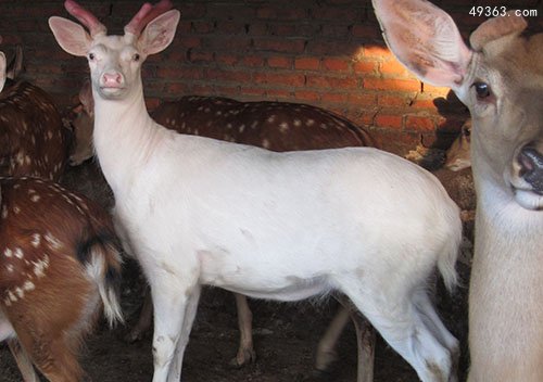 最罕见白化动物，陕西出现一只纯白梅花鹿（非常健康）