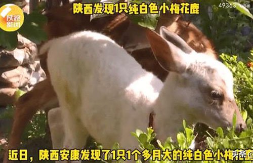 极为罕见!陕西出现一只纯白梅花鹿