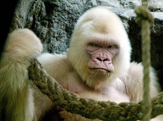 世界唯一白化大猩猩是近亲交配，死于皮肤癌