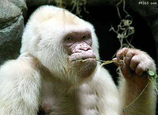 世界唯一白化大猩猩是近亲交配，死于皮肤癌