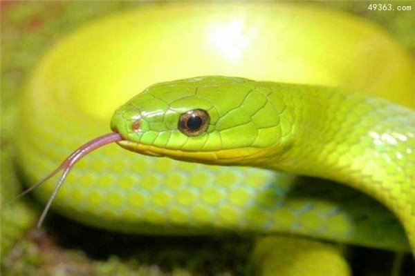 东部绿曼巴蛇，幼蛇在孵化后就含有剧毒