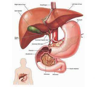 4：肝脏