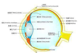 7:眼睛