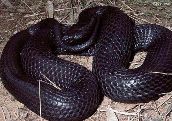 黑虎蛇，攻击性极强毒液的成分及其复杂