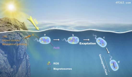 生命起源的7个线索 生物起源矿生新学说