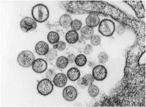 人类历史上12种最致命病毒,冠状病毒上榜