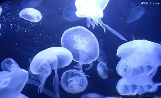 海月水母是什么水母，海月水母有没有毒
