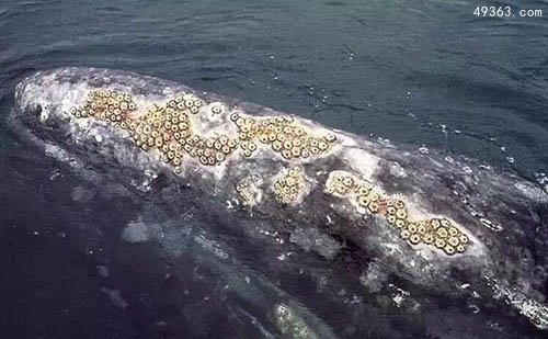 鲸的隐私部位被藤壶寄生，想生存就必须求助人类