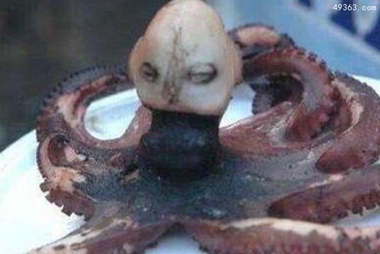 人头章鱼身的非常诡异，印尼章鱼人是否真的存在
