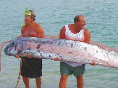惊人！世界上最大的皇带鱼，整体长度可达15.2米长
