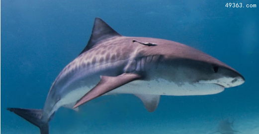 全球最可怕的十大鲨鱼