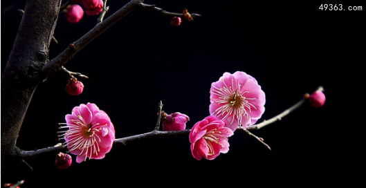 中国十大名花有哪些，世界上第一名最美的花