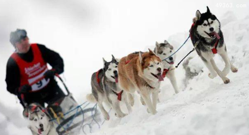 雪橇三傻是哪三种狗