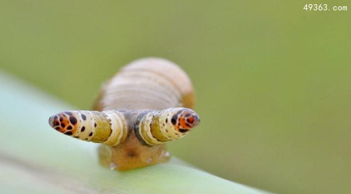 僵尸蜗牛能养吗，被僵尸蜗牛咬了怎么办