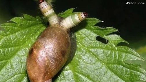 僵尸蜗牛能养吗，被僵尸蜗牛咬了怎么办