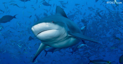 牛鲨会主动攻击人类的鲨鱼，牛鲨对人类的威胁最大