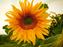 向日葵开花的时间,向日葵的寓意是什么？