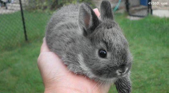 最适合小朋友饲养的宠物兔