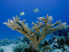 为什么要保护珊瑚礁?保护珊瑚就是保护生物多样性