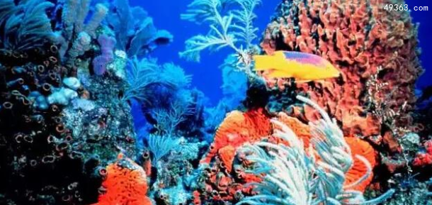 为什么要保护珊瑚礁?
