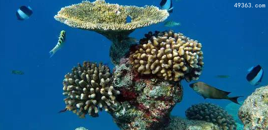 为什么要保护珊瑚礁?