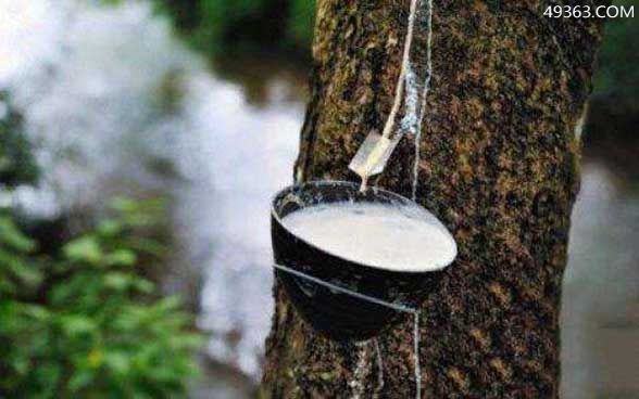 世界上最神奇的牛奶树